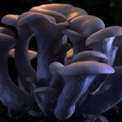 神奇的真菌 - 4ge5Dj6K7DiRUbtcad4JeySZ7a9.jpg