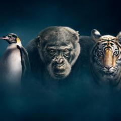 王朝 - emc8ni7PWecqD7jiqJ5hY7wlBl9.jpg