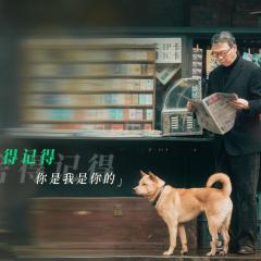 忠犬八公 - 8UQVp7l8AfTIa58vi3NzeOIZ7hb.jpg