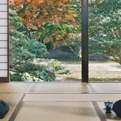 山茶花飘零 - 1vWkR7zWrBoySbveHM72gULyRqj.jpg