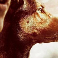 军犬麦克斯 - phB8F1XeMhBEk6CbKMYgm6SIphi.jpg