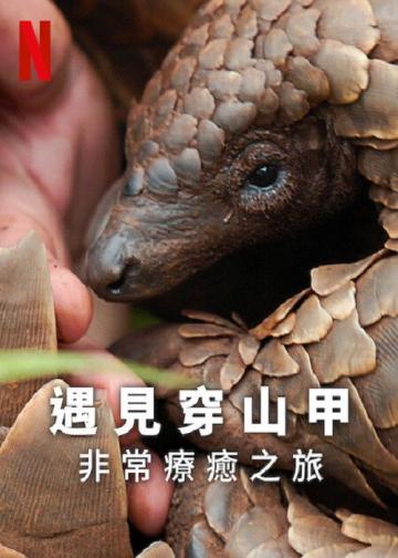 遇见穿山甲：非常疗愈之旅