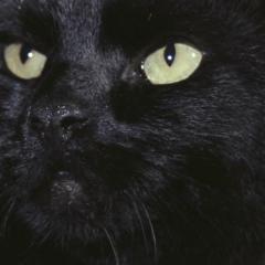 黑猫 - uy8WJK8vQ9vMu5D6prVJXiX07hl.jpg