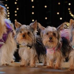 萌犬好声音4 - lBazWtUcWyRnHP5qV5WZN8EEFbx.jpg