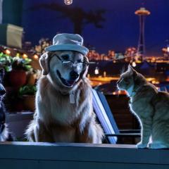 猫狗大战3：爪爪集结！ - axPvTxOKwbV70hdJgf3SfI71gDn.jpg