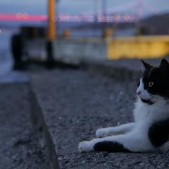 伊斯坦布尔的猫 - nayWANYoI07fRBCEh1QFZk4kEm3.jpg