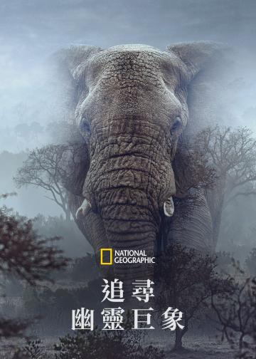 追寻幽灵大象