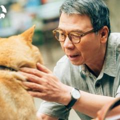 忠犬八公 - aMC78t5hi1UpdBrAjayEfswzR8V.jpg