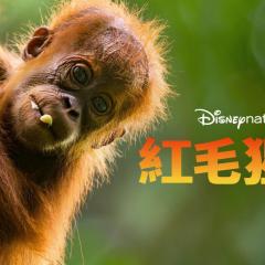 红毛猩猩 - ifd5q0h6nYXrthDt48tEOe142w0.jpg