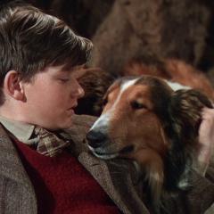 灵犬莱西 - yzf3b8zFC2ol90eGL0VySETR94K.jpg
