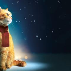 流浪猫鲍勃 - jxFRytg4YnsNbopJSLYZABzQkV4.jpg