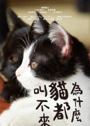 为什么猫都叫不来