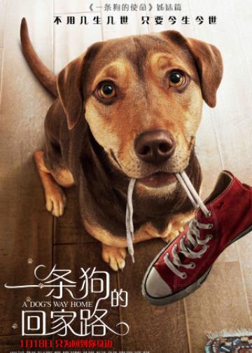 一条狗的回家路